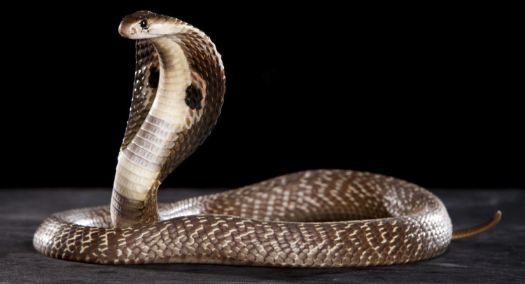 Giải Mã Giấc Mơ Thấy Rắn Theo Từng Trường Hợp