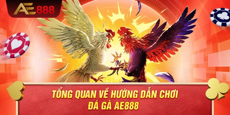 Tổng quan về hướng dẫn chơi đá gà AE888